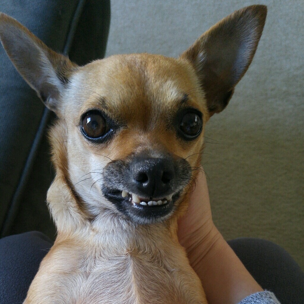 Meet your Posher, Seana